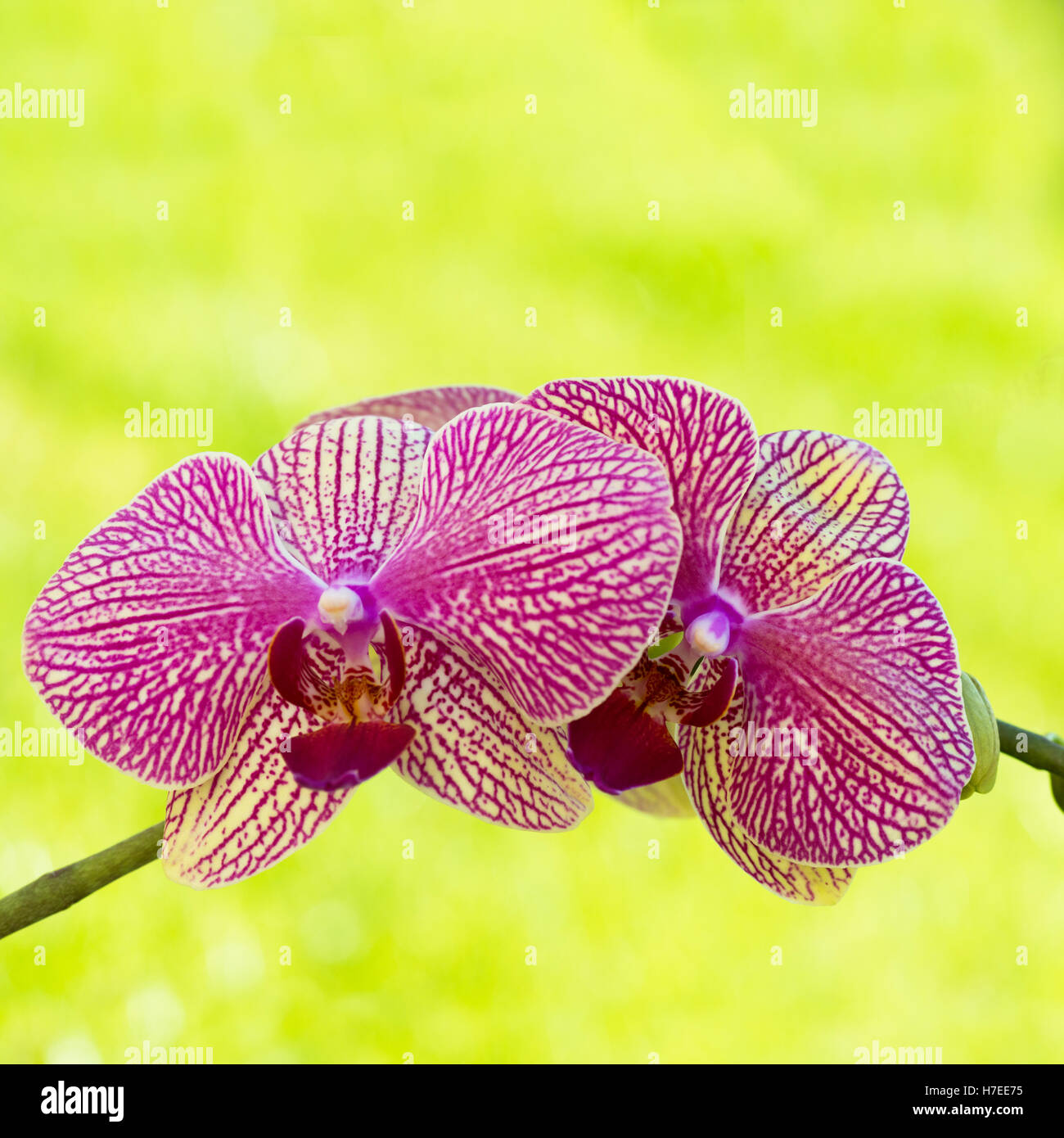 Pair of orchids hi-res stock photography and images - Alamy
