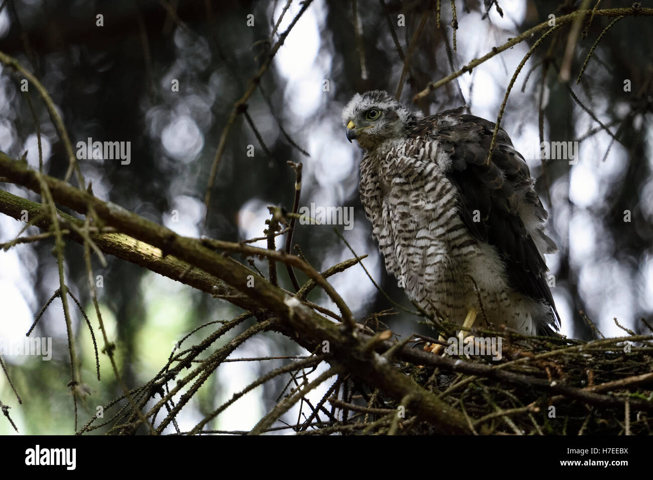 Sparrowhawk / Sperber ( Accipiter nisus ), just fledged, young male, sitting on the edge of its nest. Stock Photo