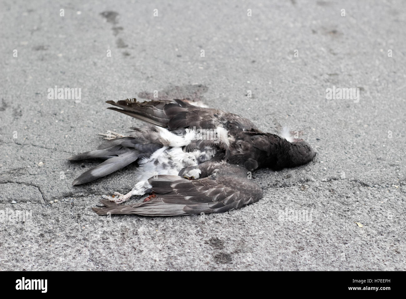 Photograph of a dead dove on the street Stock Photo