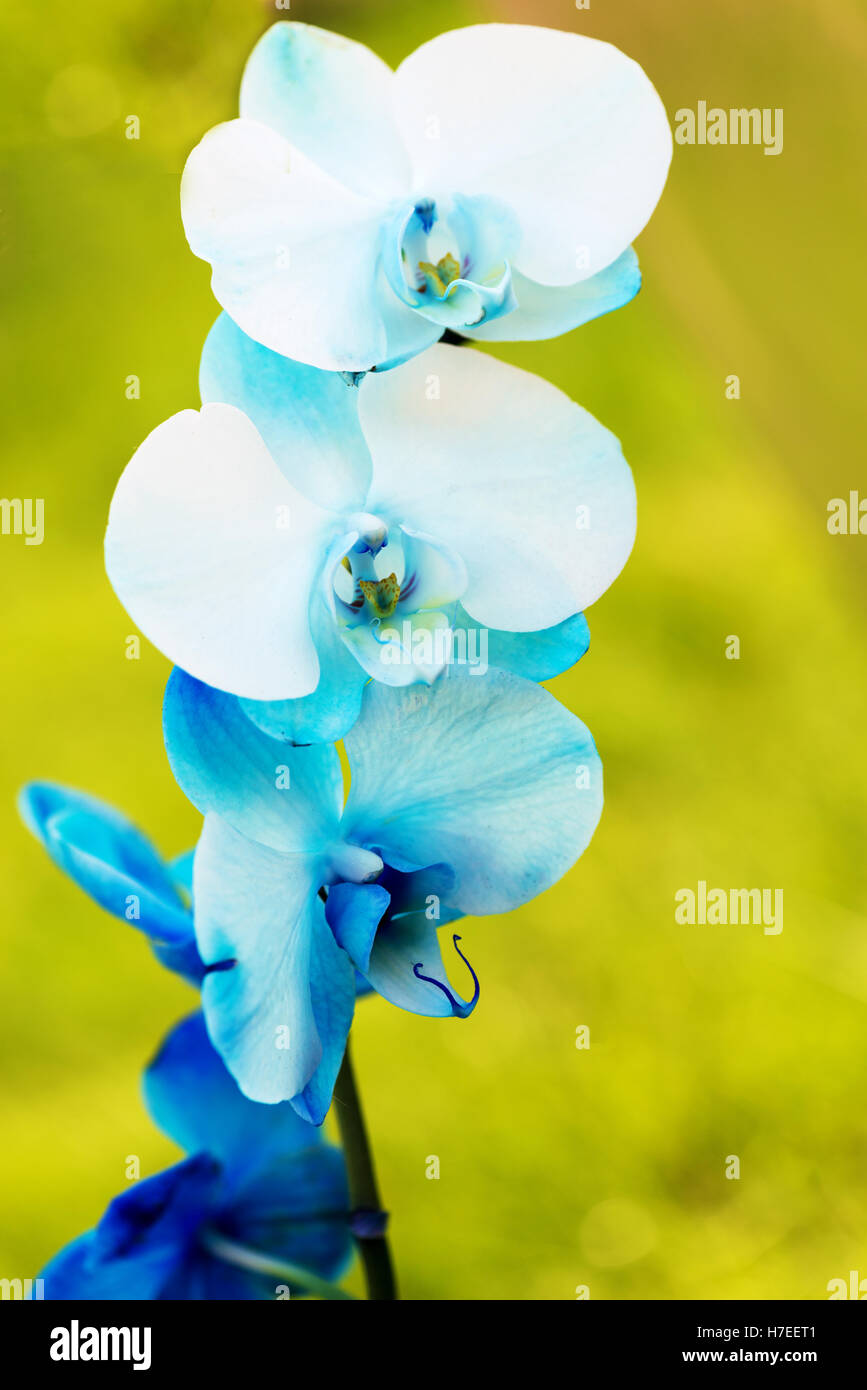 Beautiful Vertical  image of a pretty dyed blue orchid with a soft bokeh background Stock Photo