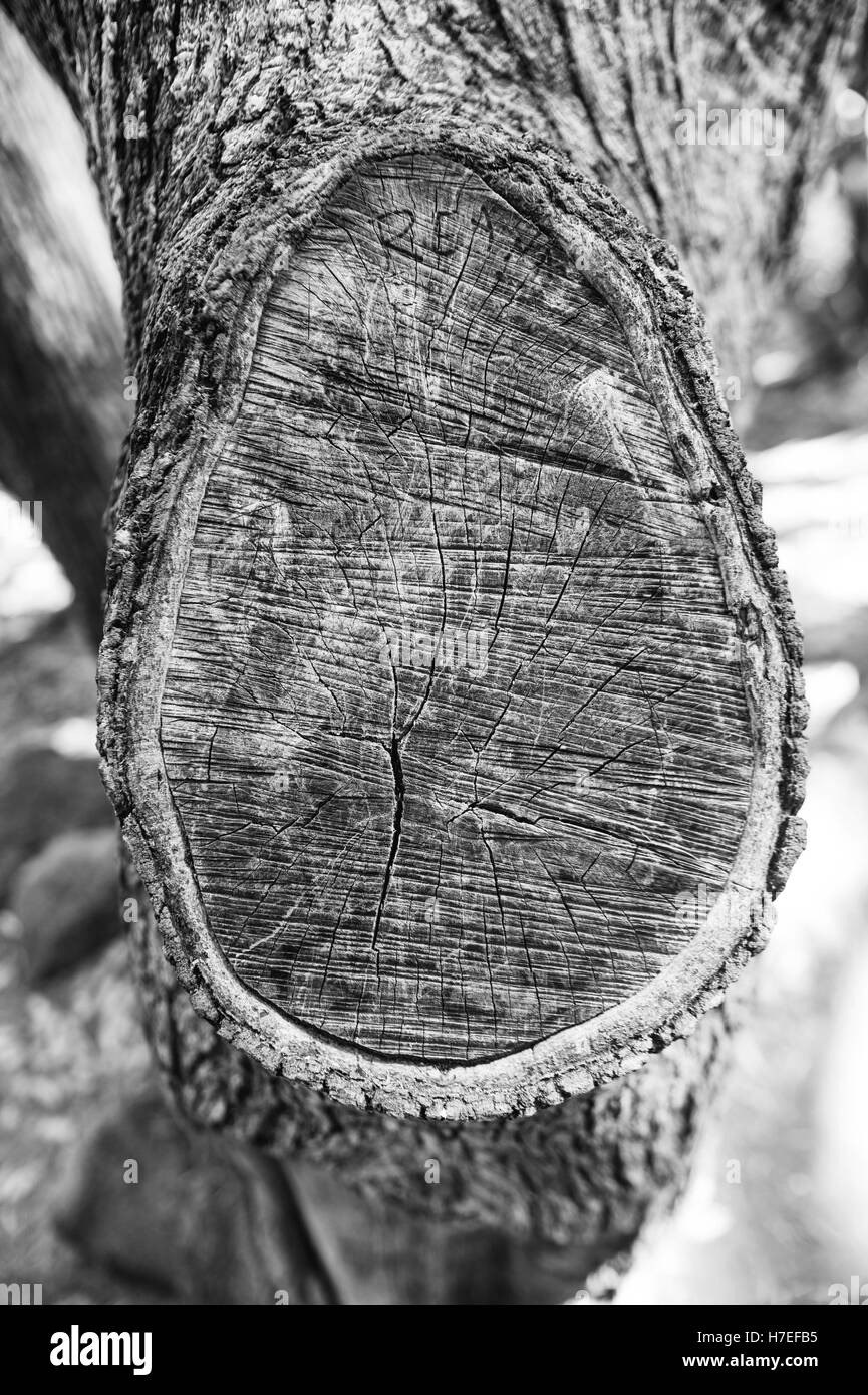 Tree Stump at Yosemite National Park. Stock Photo