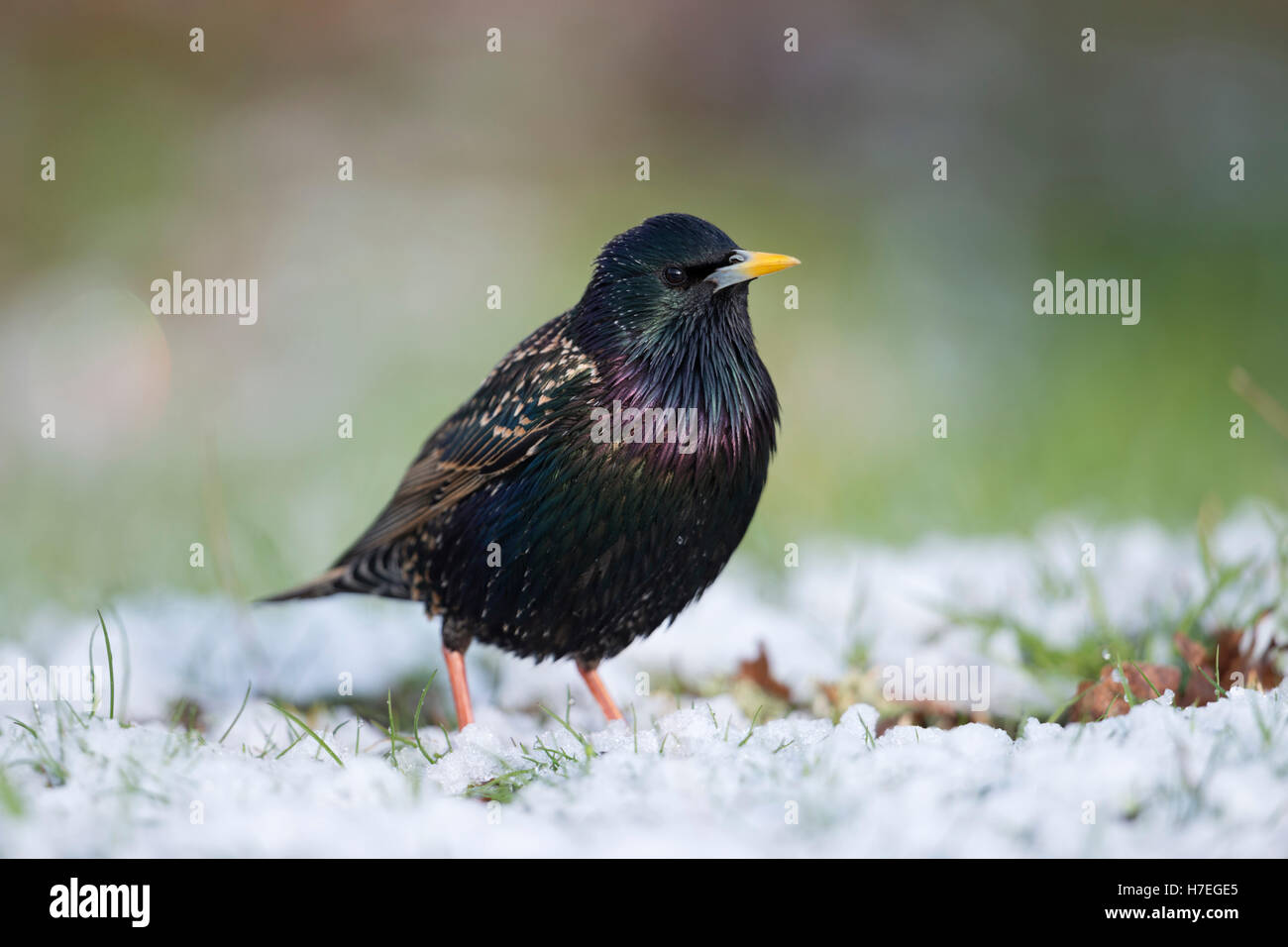 Common Starling ( Sturnus vulgaris ) in breeding dress, on snow covered ground, in grass, onset of winter, watching attentively. Stock Photo