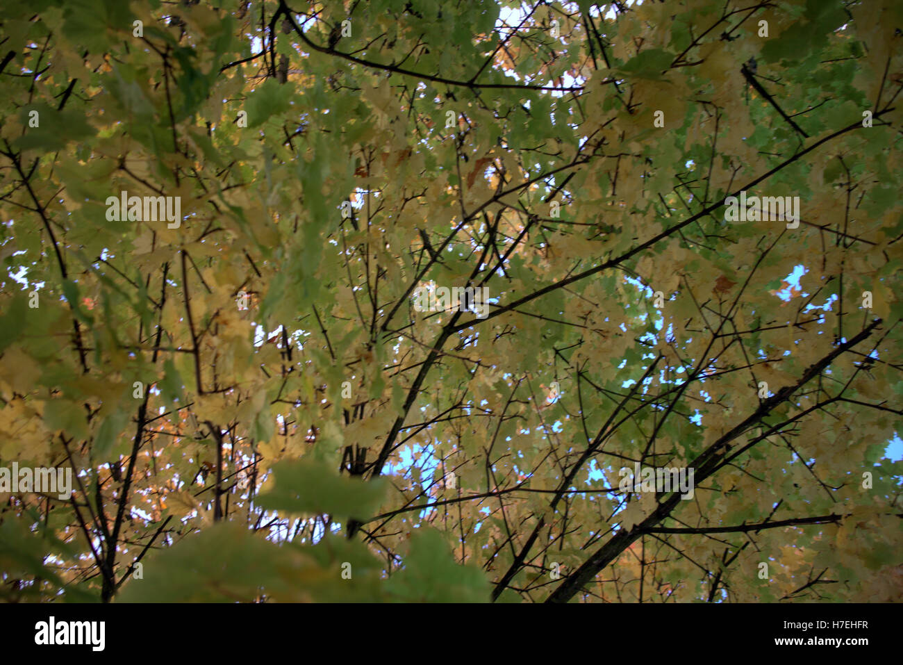 Autumn foliage trees golden leaves patterns and color Stock Photo