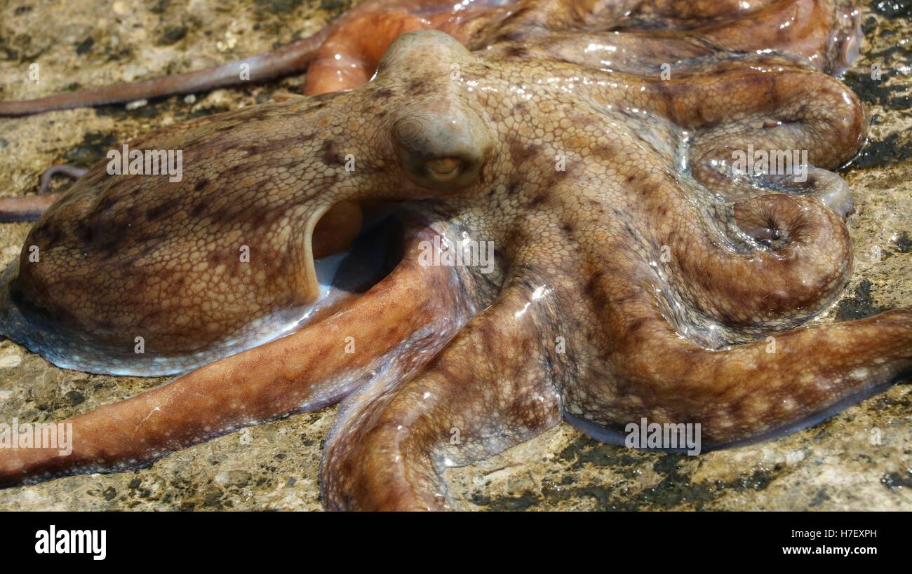 Octopus vulgaris wildlife animal available in high-resolution and several sizes to fit the needs of your project Stock Photo
