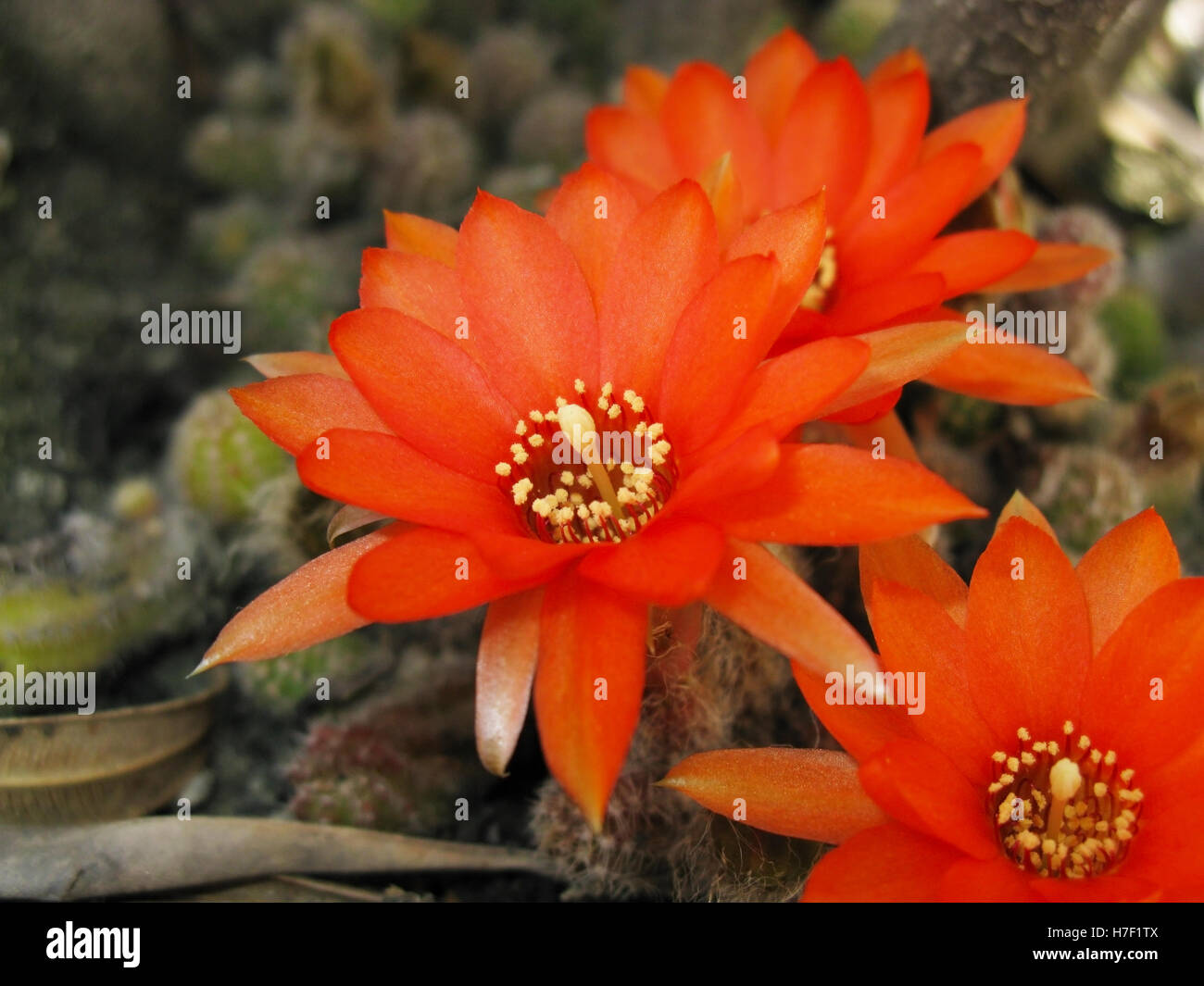 Red cactus flower blooms Stock Photo