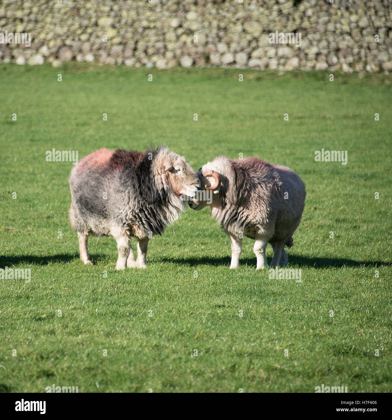 Herdwick Sheep in the Langdale Valley, Lake District, UK. Stock Photo