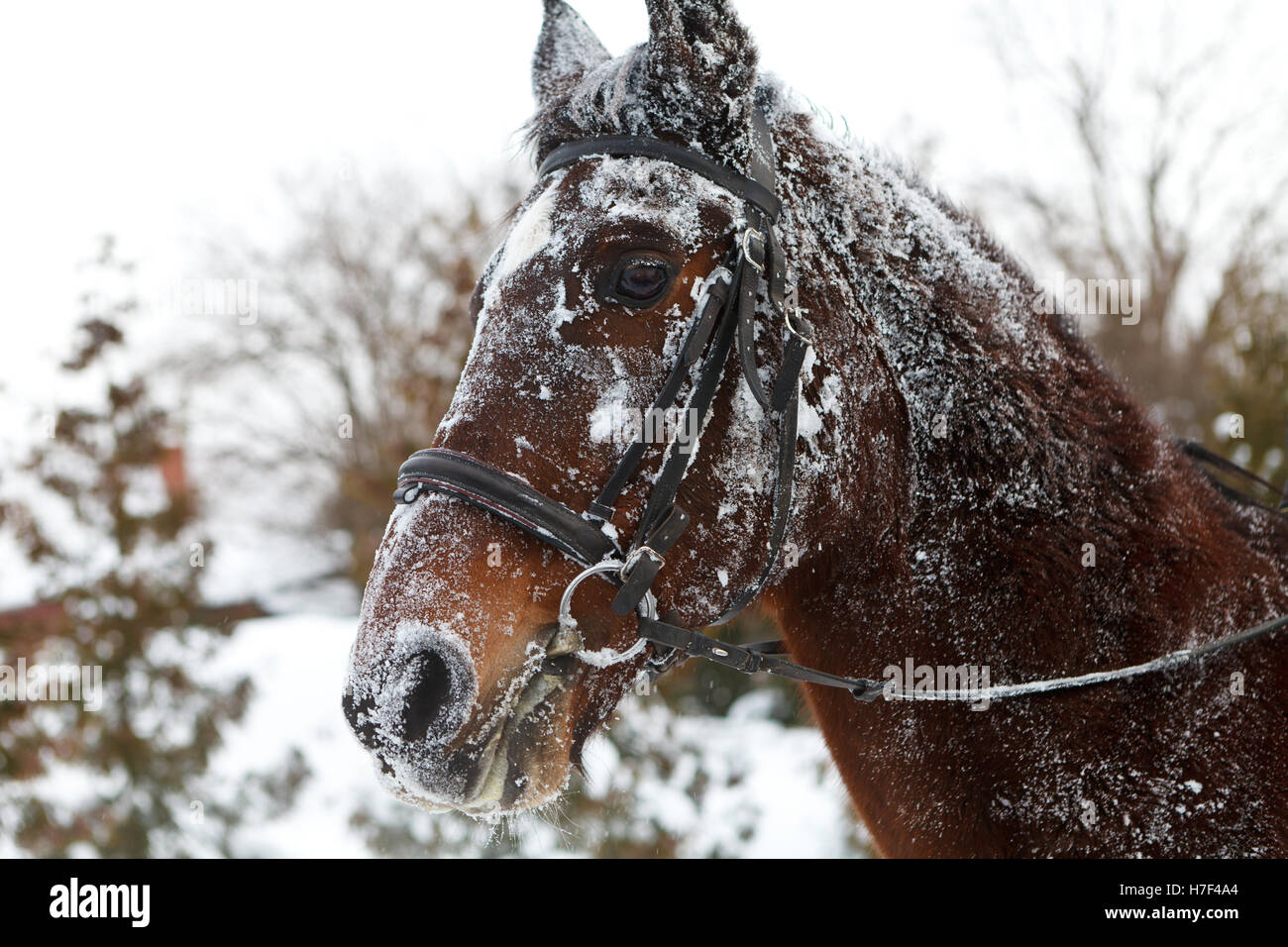 Horse wallowing in snow Stock Photo - Alamy