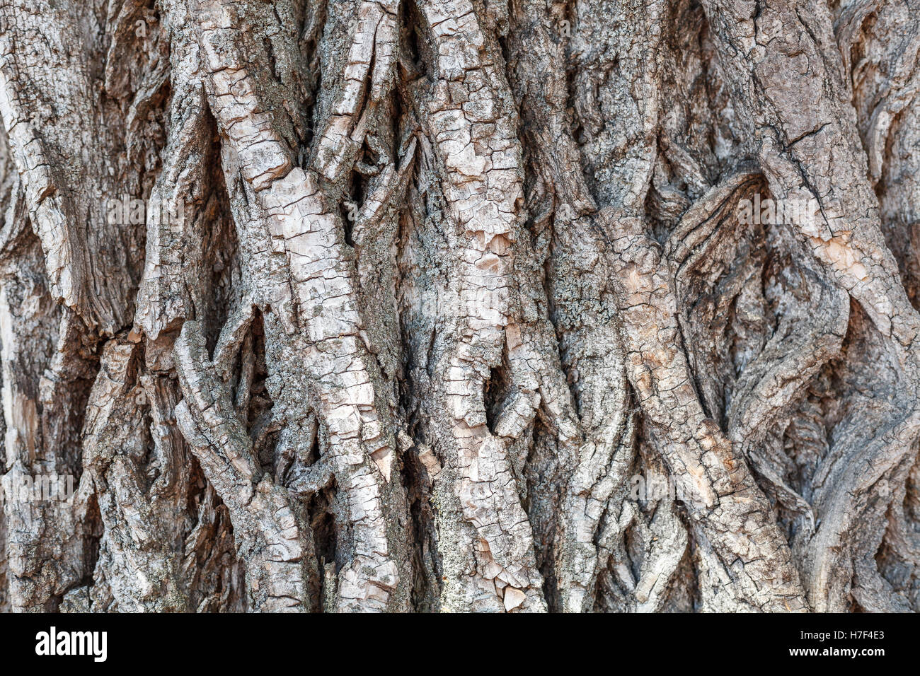 Tree bark brown color background, vertical lines, horizontal orientation Stock Photo