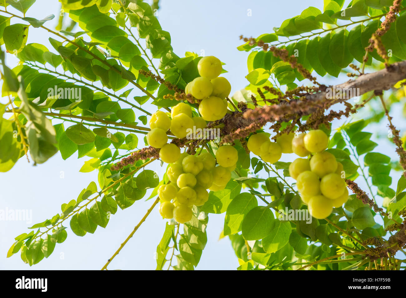 Star Gosseberry Phyllanthus acidus tree, fruit Stock Photo