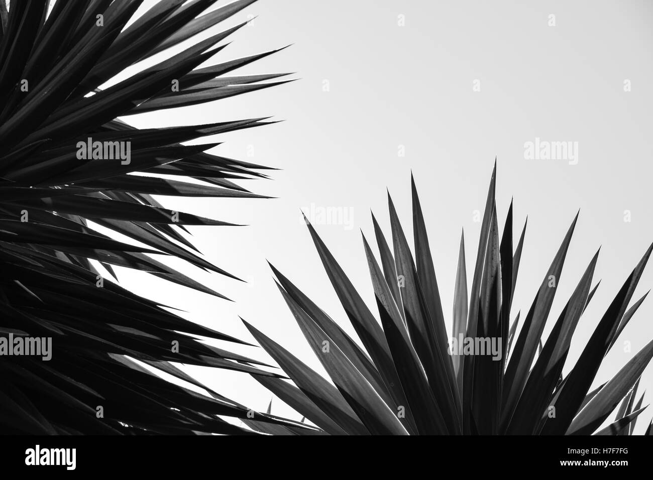 Background image palm leaves Black and White Stock Photos & Images - Alamy