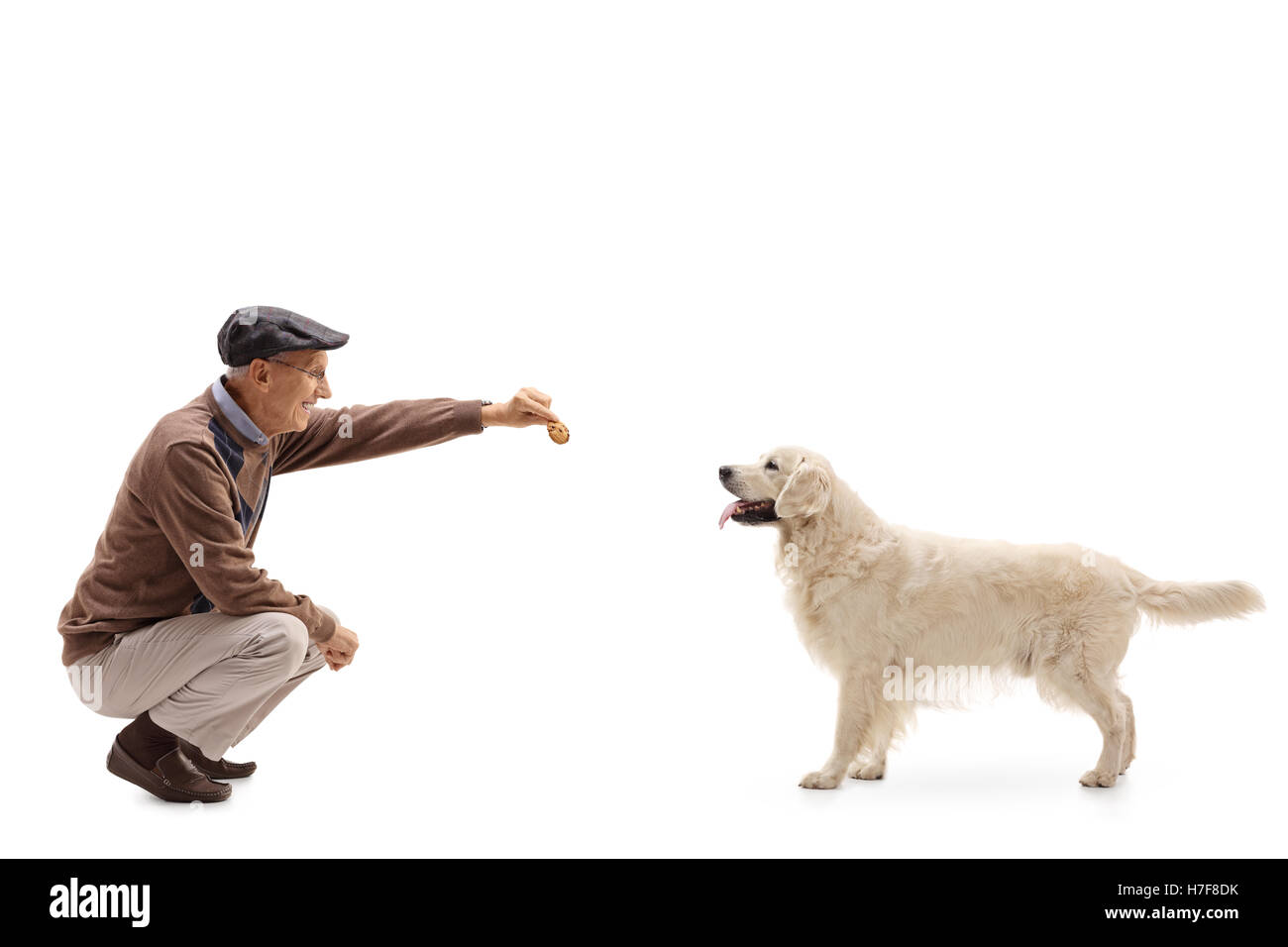 Mature man kneeling and giving a cookie to a dog isolated on white background Stock Photo