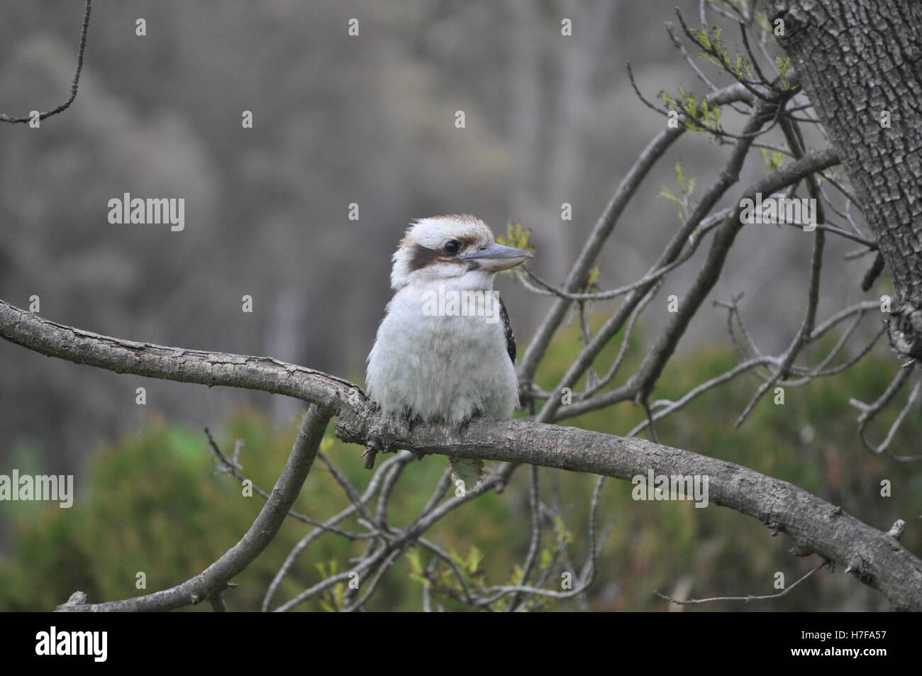 Kookaburra chick on a branch looking left Stock Photo