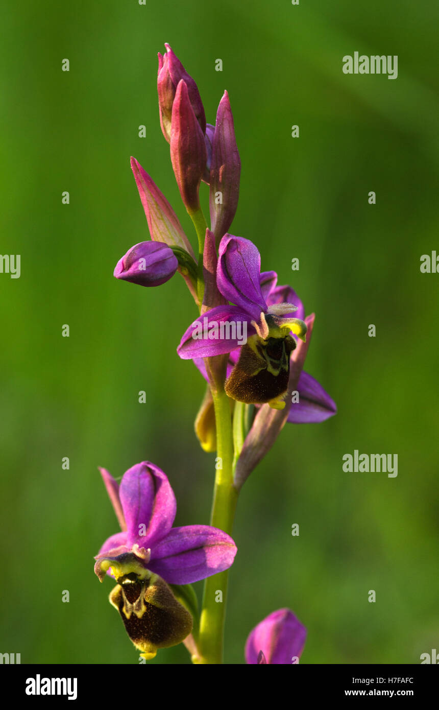 Wild Orchid hybrid Oprhys x Turiana flowers against grass green background Stock Photo