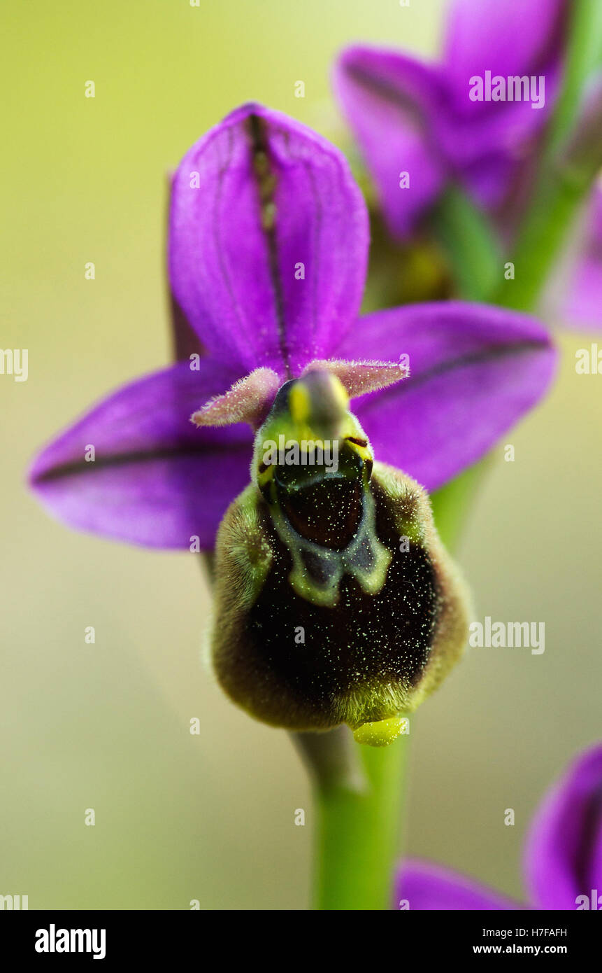 Wild Orchid hybrid Oprhys x Turiana flower detail Stock Photo