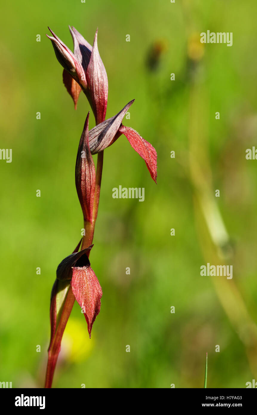 Tongue Orchid Serapias strictiflora flowers over a weed green background Stock Photo