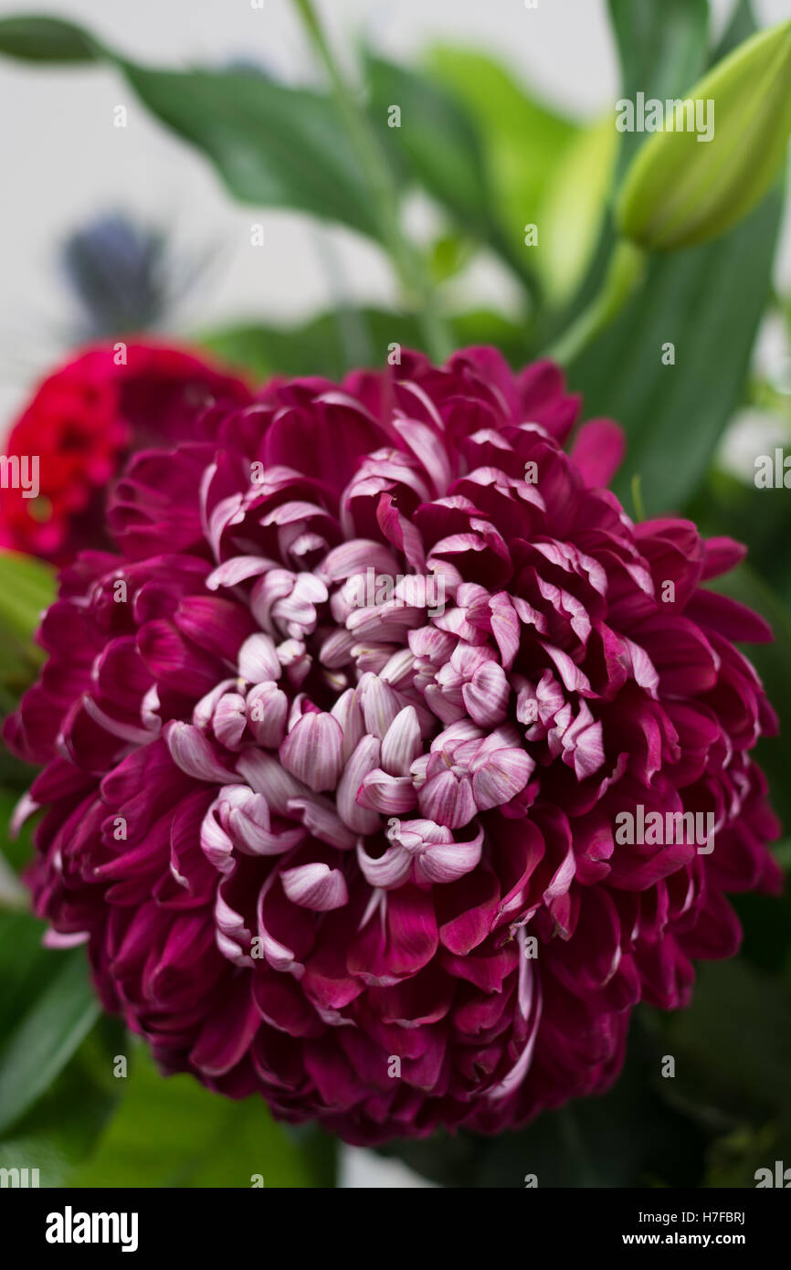 Color Fresh Bloom Colorful fresh flowers bouquet Stock Photo - Alamy