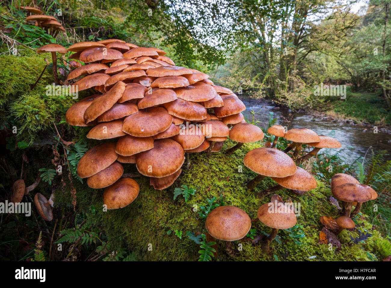 A cluster on honey fungus growing in a woodland habitat Stock Photo