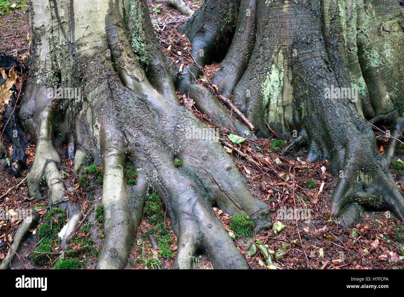 Baum, Ruegen. Stock Photo