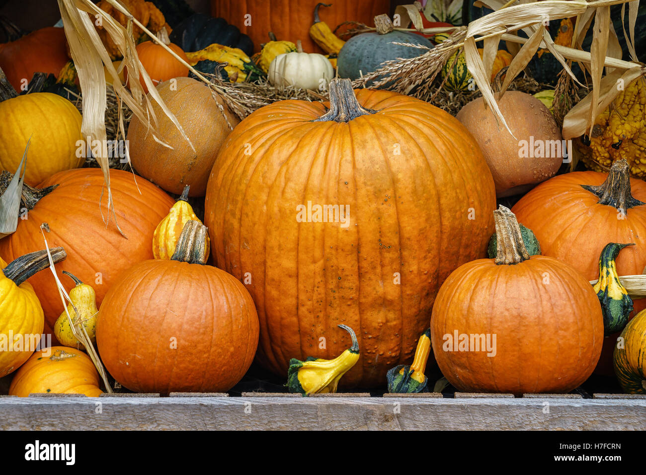 Autumn farm display of pumpkins and gourds Stock Photo - Alamy