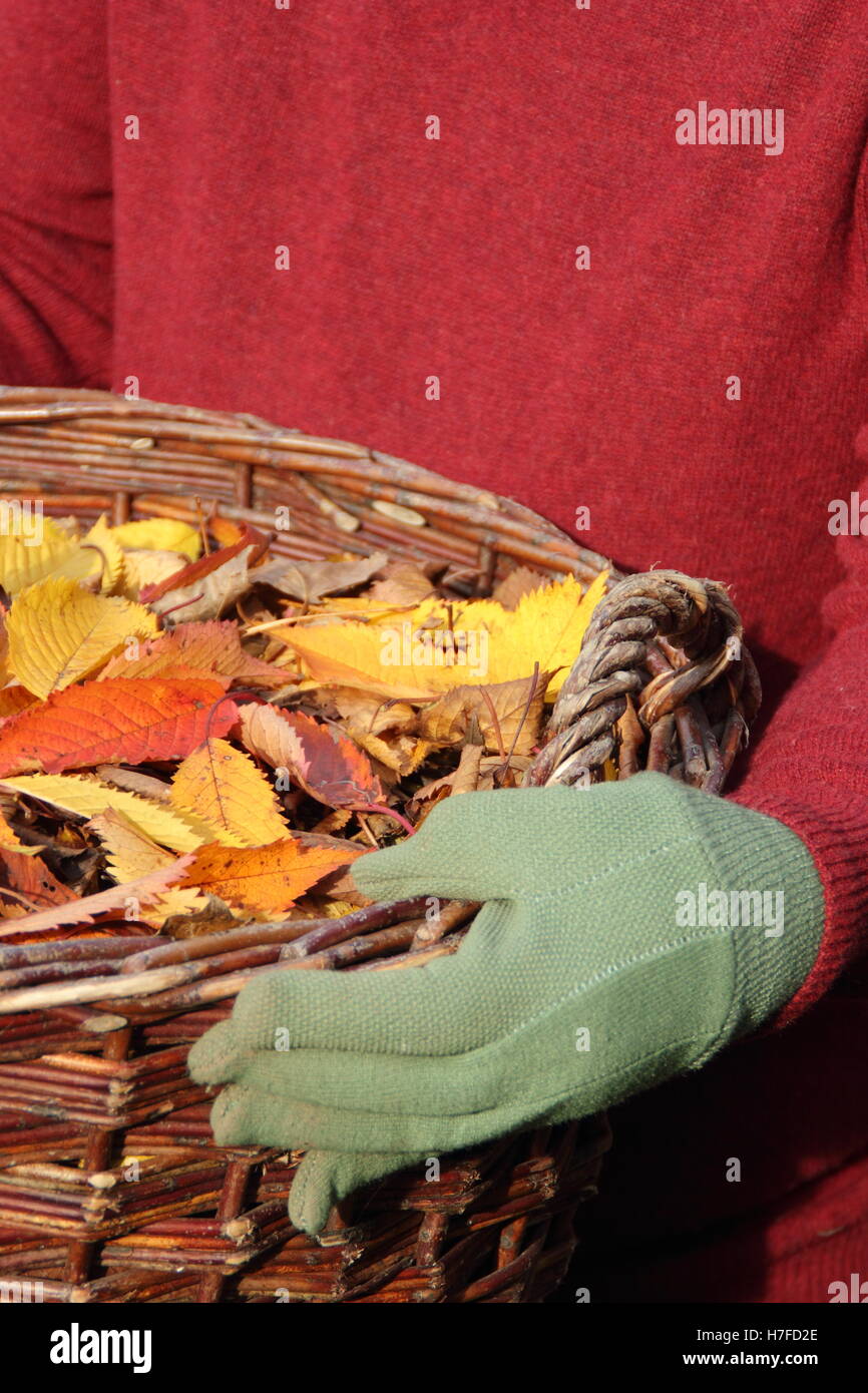 Fallen autumn leaves (ornamental cherry - prunus) are tidied from a suburban garden into a basket on a bright October day, UK Stock Photo