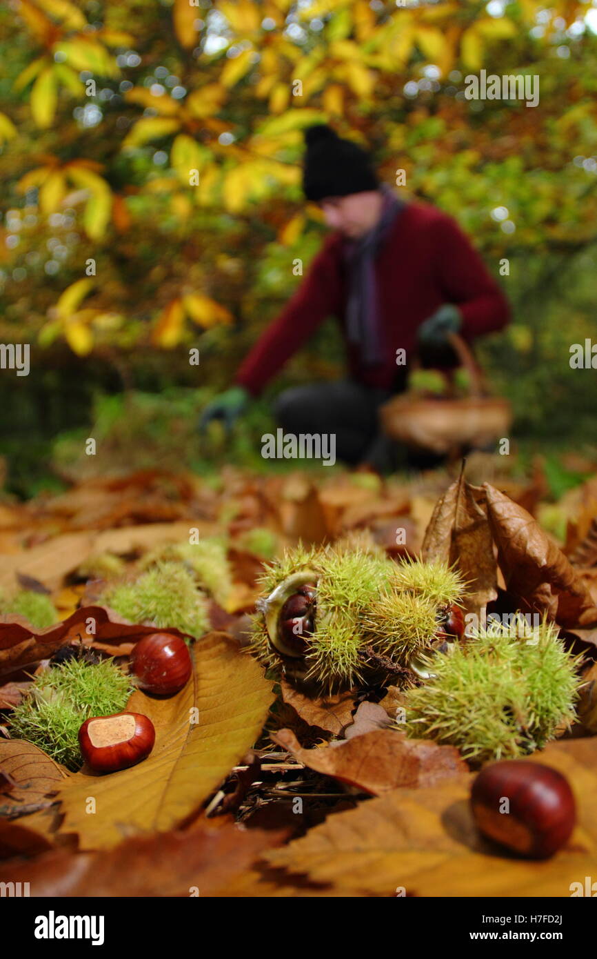 Freshly fallen sweet chestnuts (castanea sativa) gathered from floor of an English woodland on a bright autumn day (October), UK Stock Photo