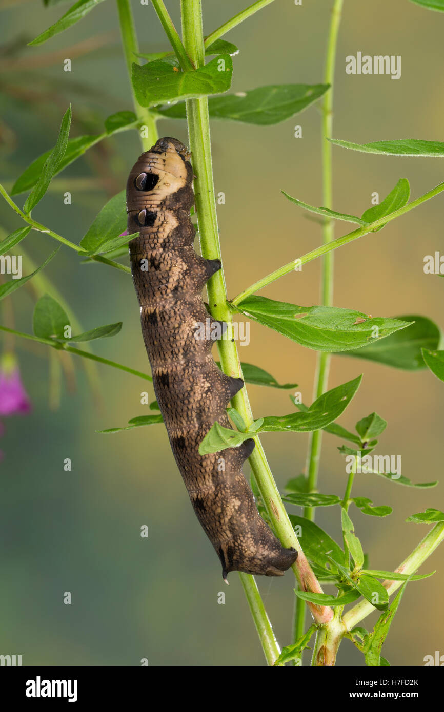 Mittlerer Weinschwärmer, Raupe, frisst an Weidenröschen, Deilephila elpenor, Elephant Hawk-moth, Elephant Hawkmoth, caterpillar, Stock Photo