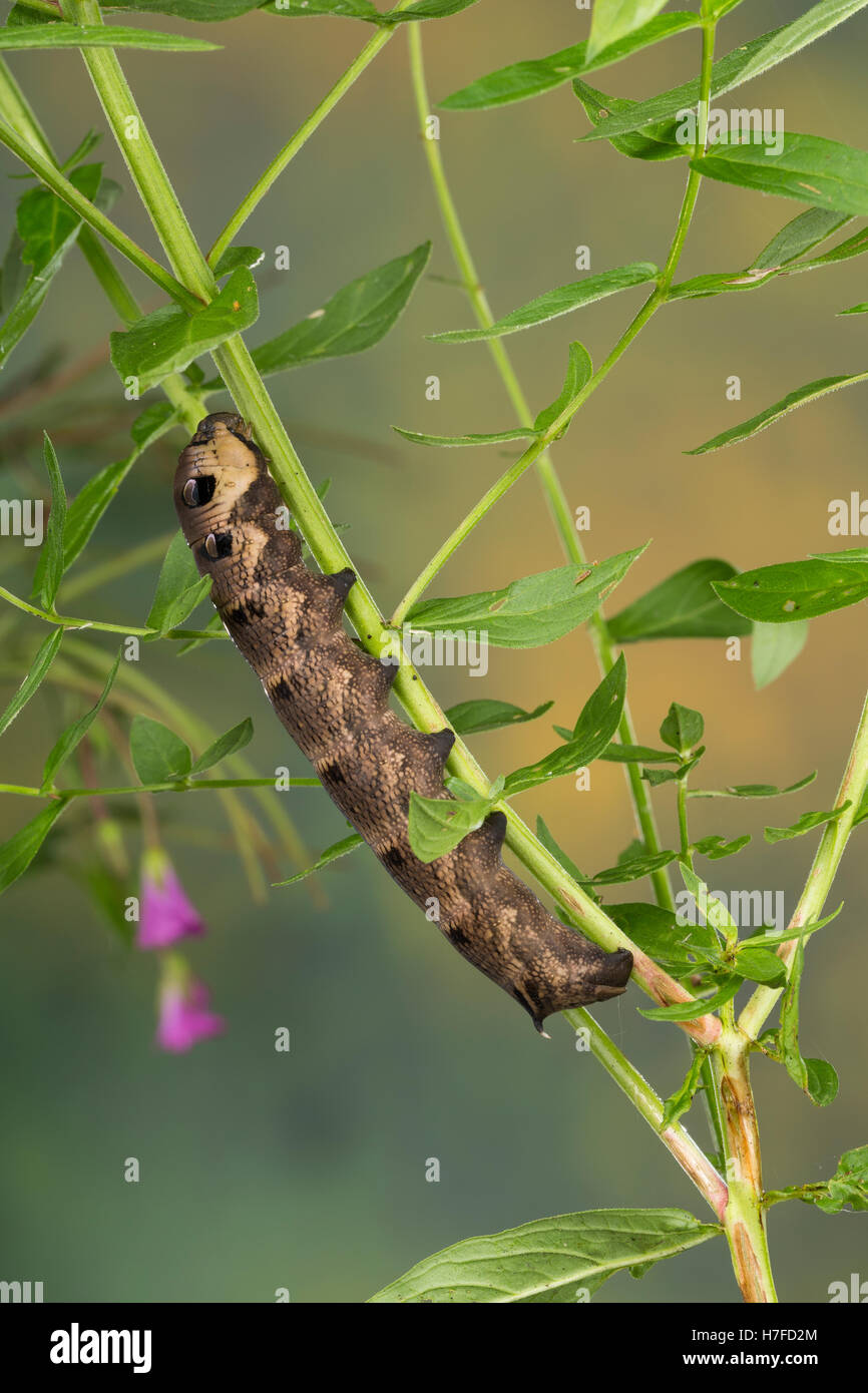 Mittlerer Weinschwärmer, Raupe, frisst an Weidenröschen, Deilephila elpenor, Elephant Hawk-moth, Elephant Hawkmoth, caterpillar, Stock Photo