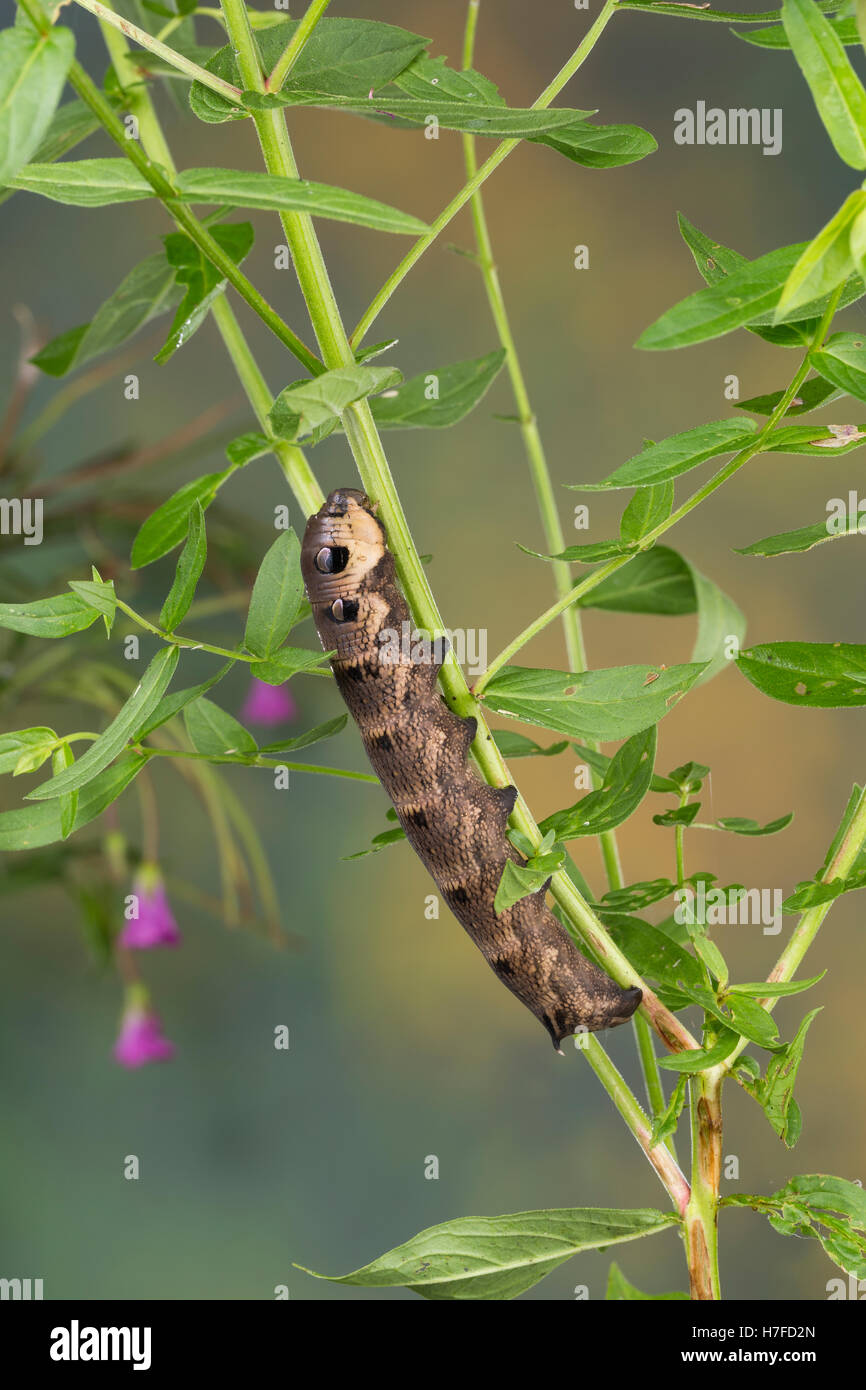 Mittlerer Weinschwärmer, Raupe, frisst an Weidenröschen, Deilephila elpenor, Elephant Hawk-moth, Elephant Hawkmoth, caterpillar, Stock Photo