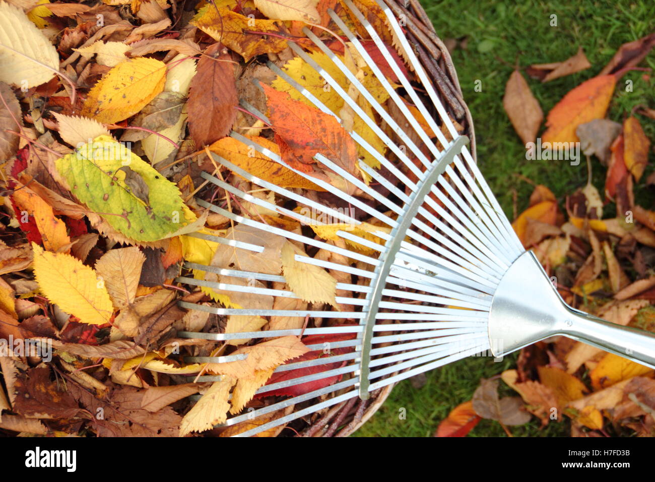 Collecting autumn leaves from a garden lawn for composting to make leaf mould mulch Stock Photo