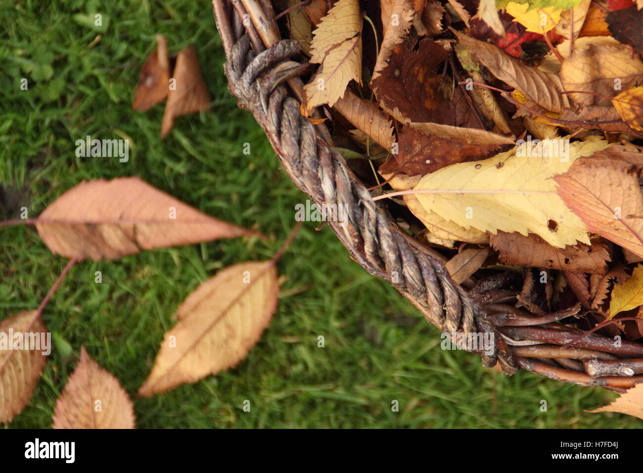 Raked leaves from an ornamental cherry tree (prunus) are cleared from a garden lawn into a wicker basket on a bright October day Stock Photo