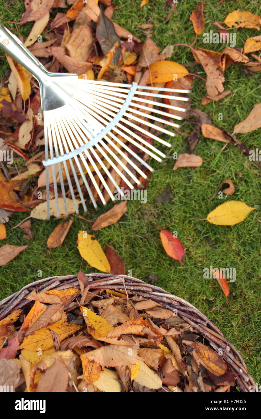 Collecting autumn leaves from a garden lawn for composting to make leaf