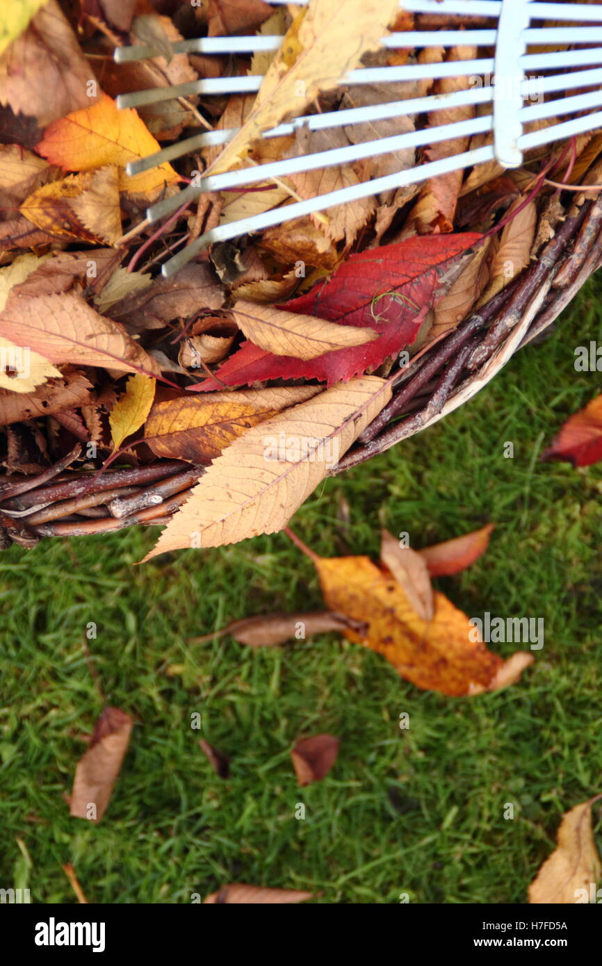 Collecting autumn leaves from a garden lawn for composting to make leaf