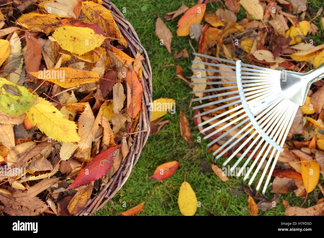 Collecting autumn leaves from a garden lawn for composting to make leaf mould mulch Stock Photo