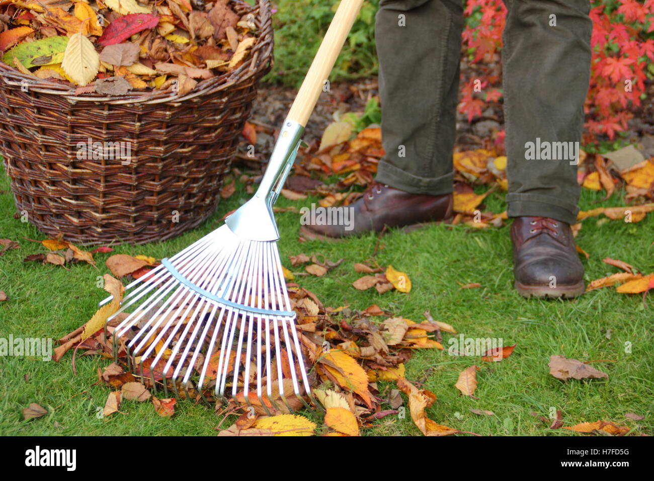 A gardener rakes up fallen ornamental cherry tree leaves (prunus) from a garden lawn on a bright autumn day in England, UK Stock Photo