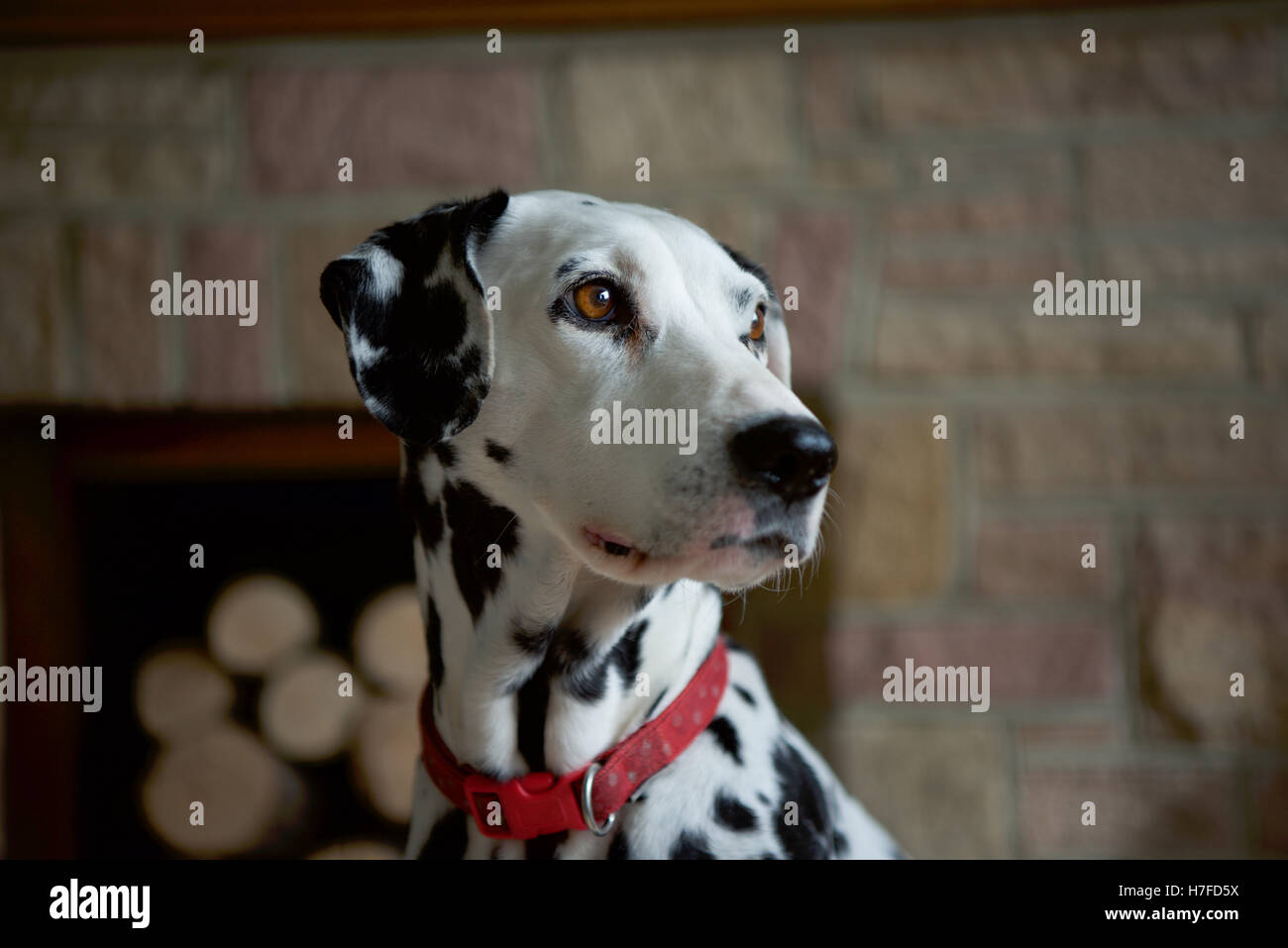 A Dalmatian dog, bright eyed and thoughtful. Stock Photo