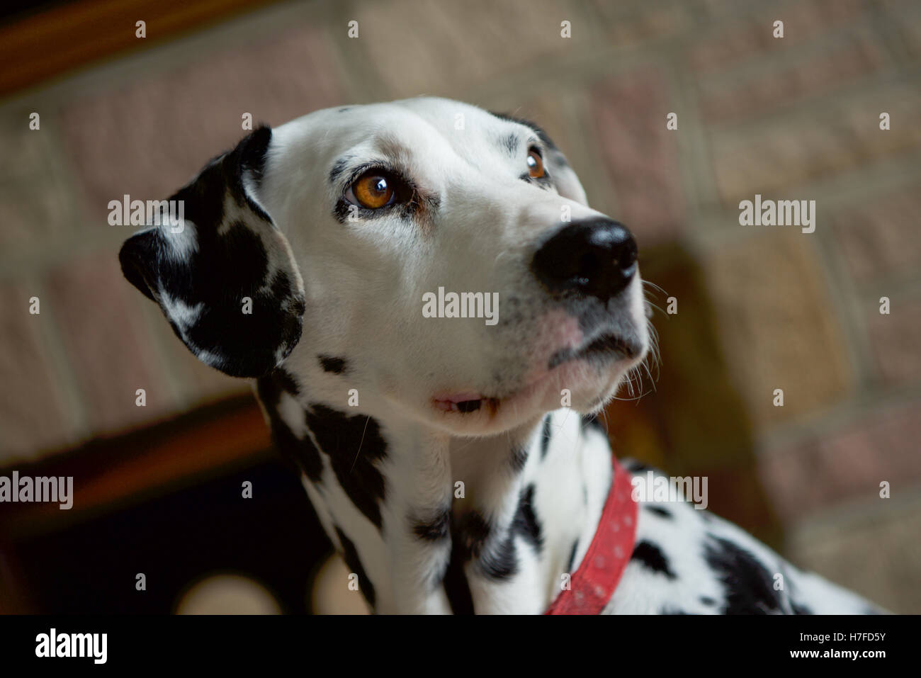 A Dalmatian dog, bright eyed and thoughtful. Stock Photo