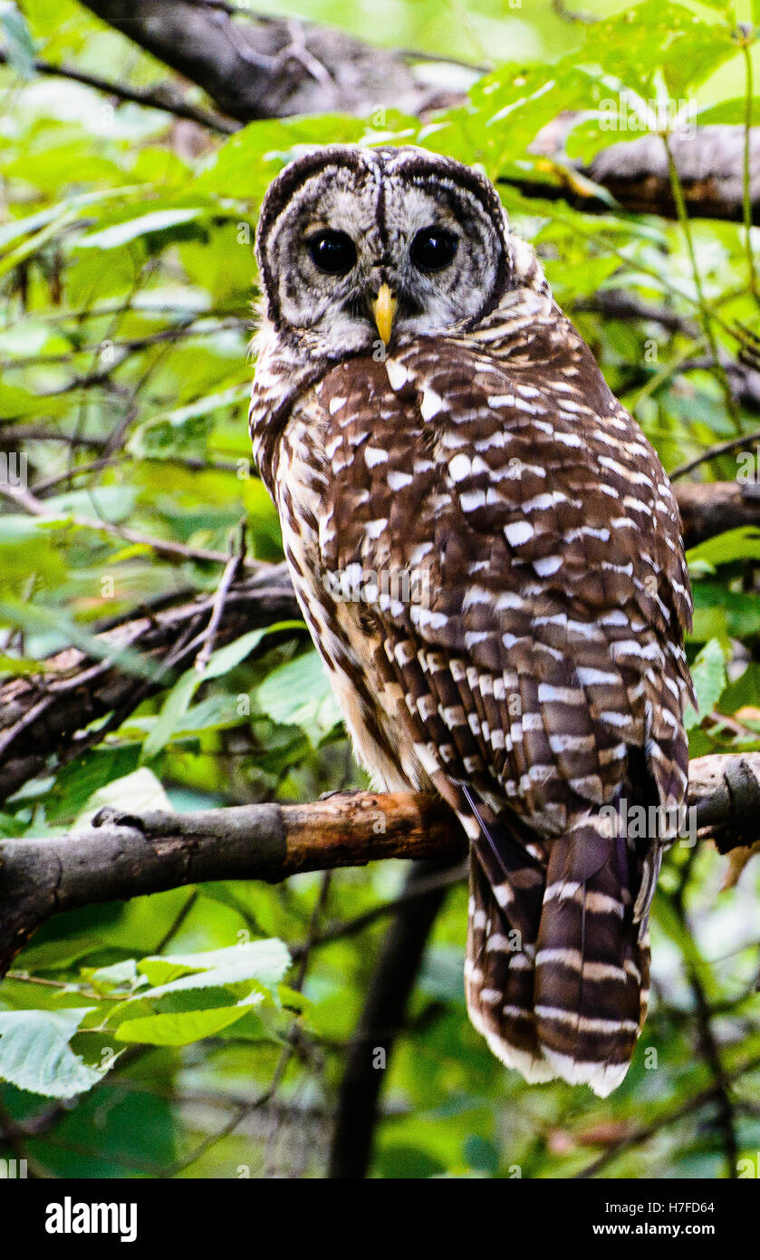 Strix Vari Barred Owl (Strix Varia Stock Photo - Alamy