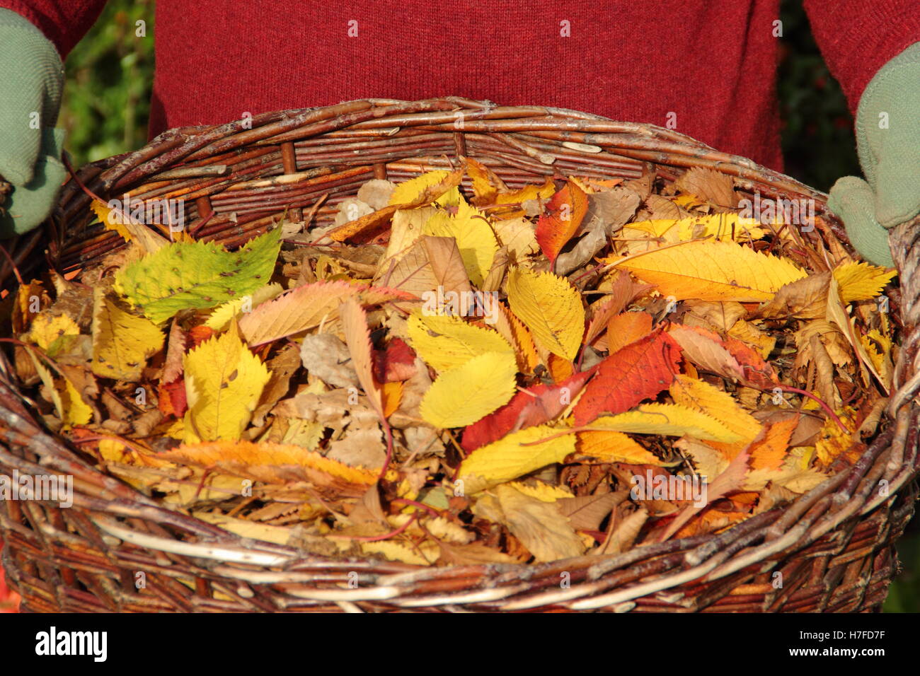 Fallen autumn leaves (ornamental cherry - prunus) are tidied by a male gardener from a suburban garden into a basket on a bright October day, UK Stock Photo