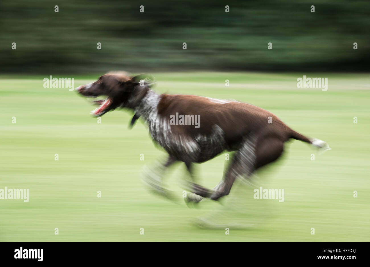 Running German Shorthaired Pointer Stock Photos Running German