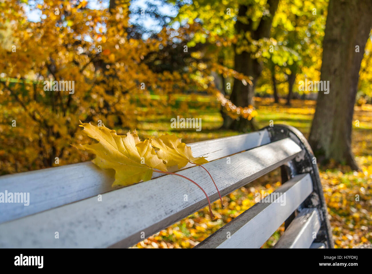 Autumn Maple Leaves On The Bench in a Park Stock Photo - Alamy