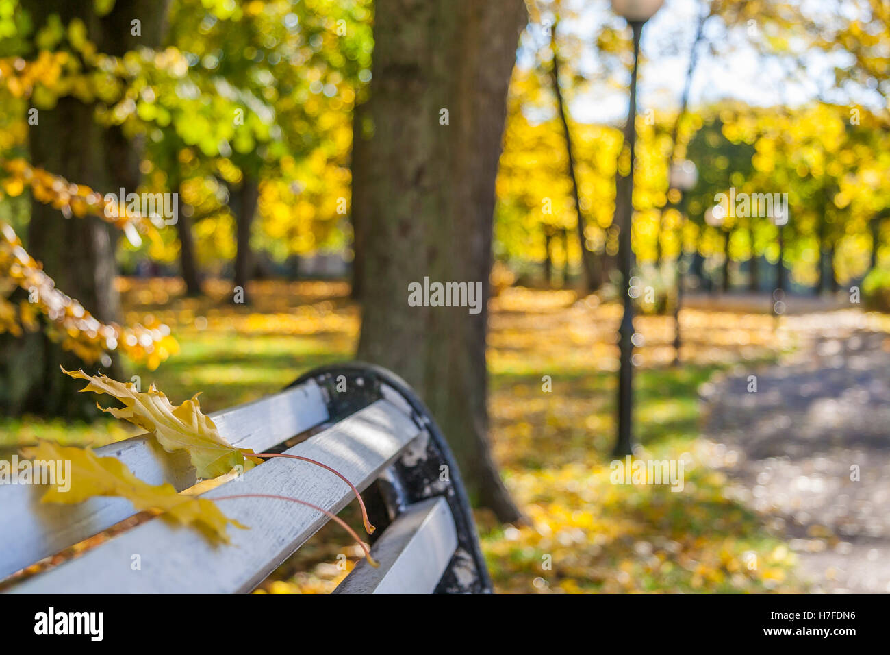 Bench Covered by Maple Leaves in a Autumn Park Stock Photo - Alamy