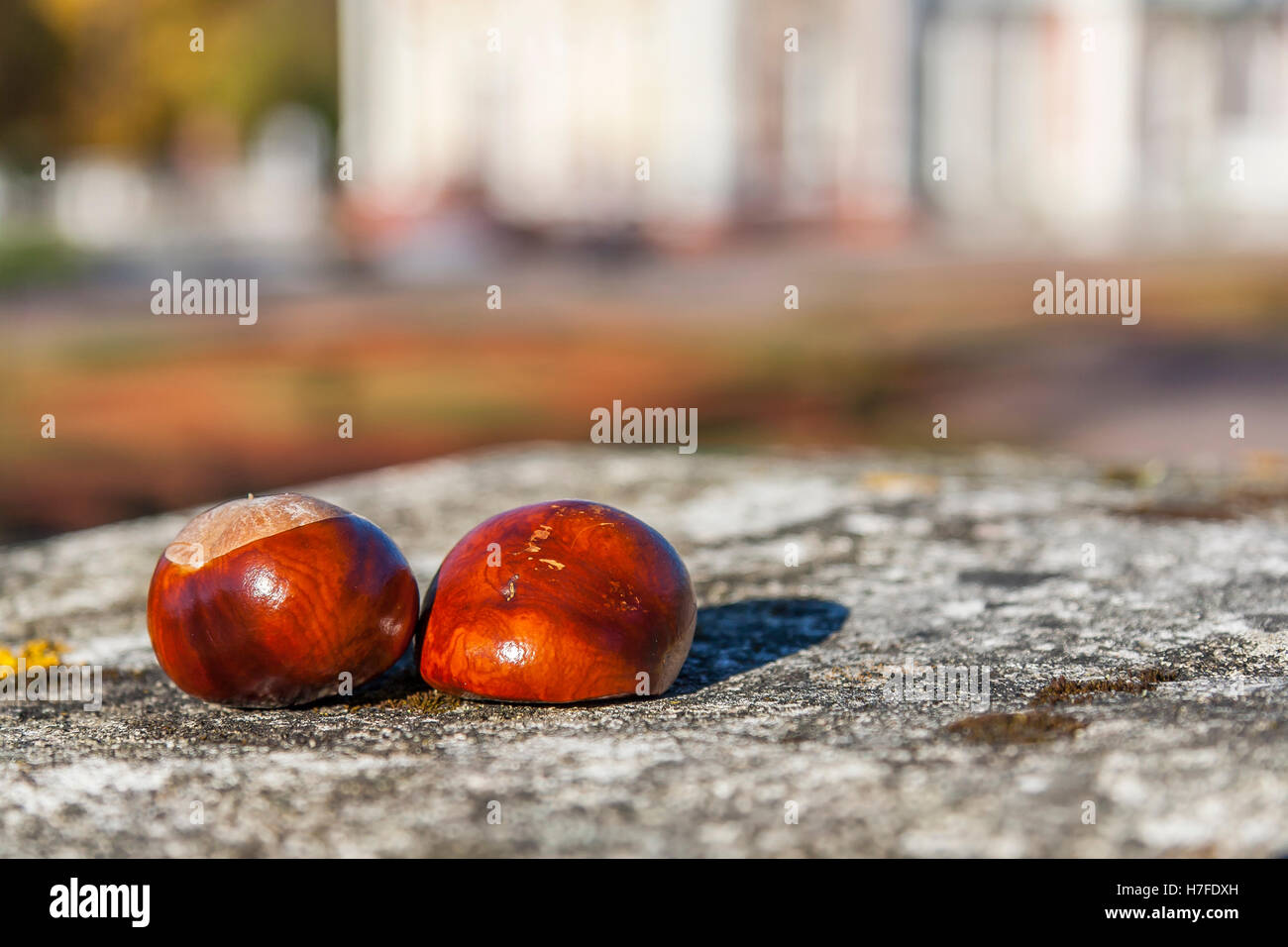 Two Autumn Chestnuts Lying On The Stone Stock Photo