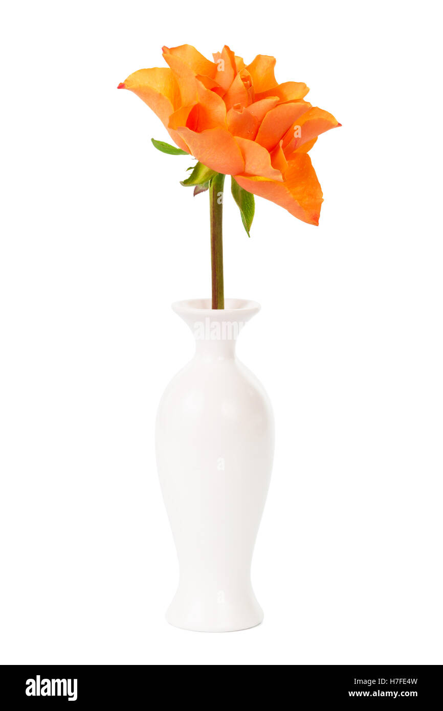 bright rose in a vase on a white background Stock Photo - Alamy