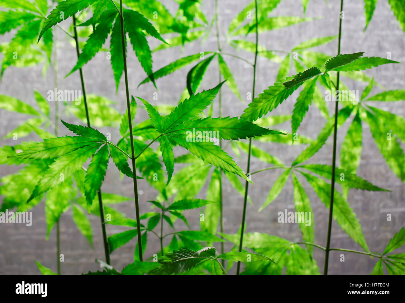 Hemp (cannabis) Stock Photo