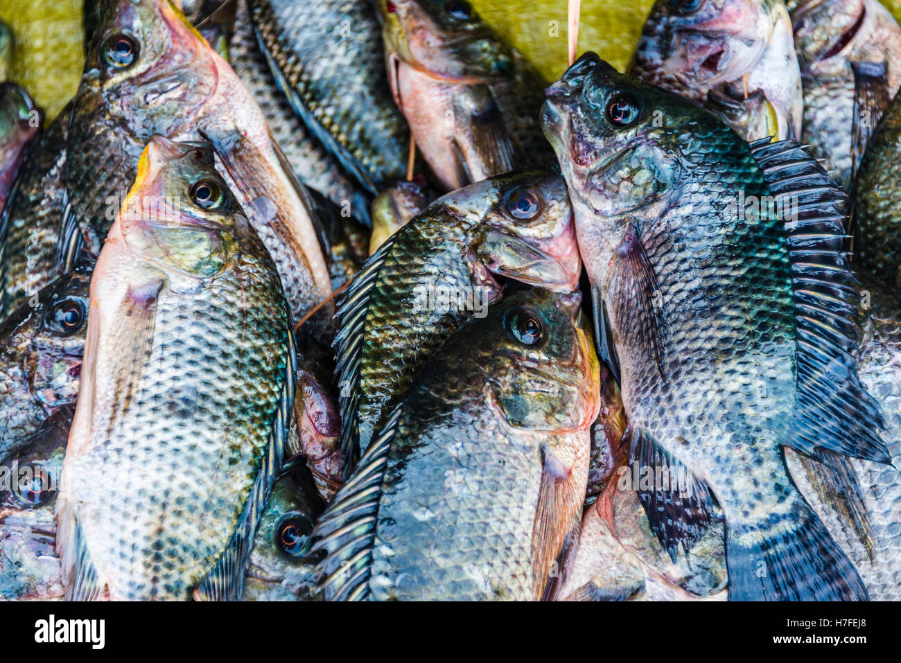 Myanmar Fish High Resolution Stock Photography and Images - Alamy
