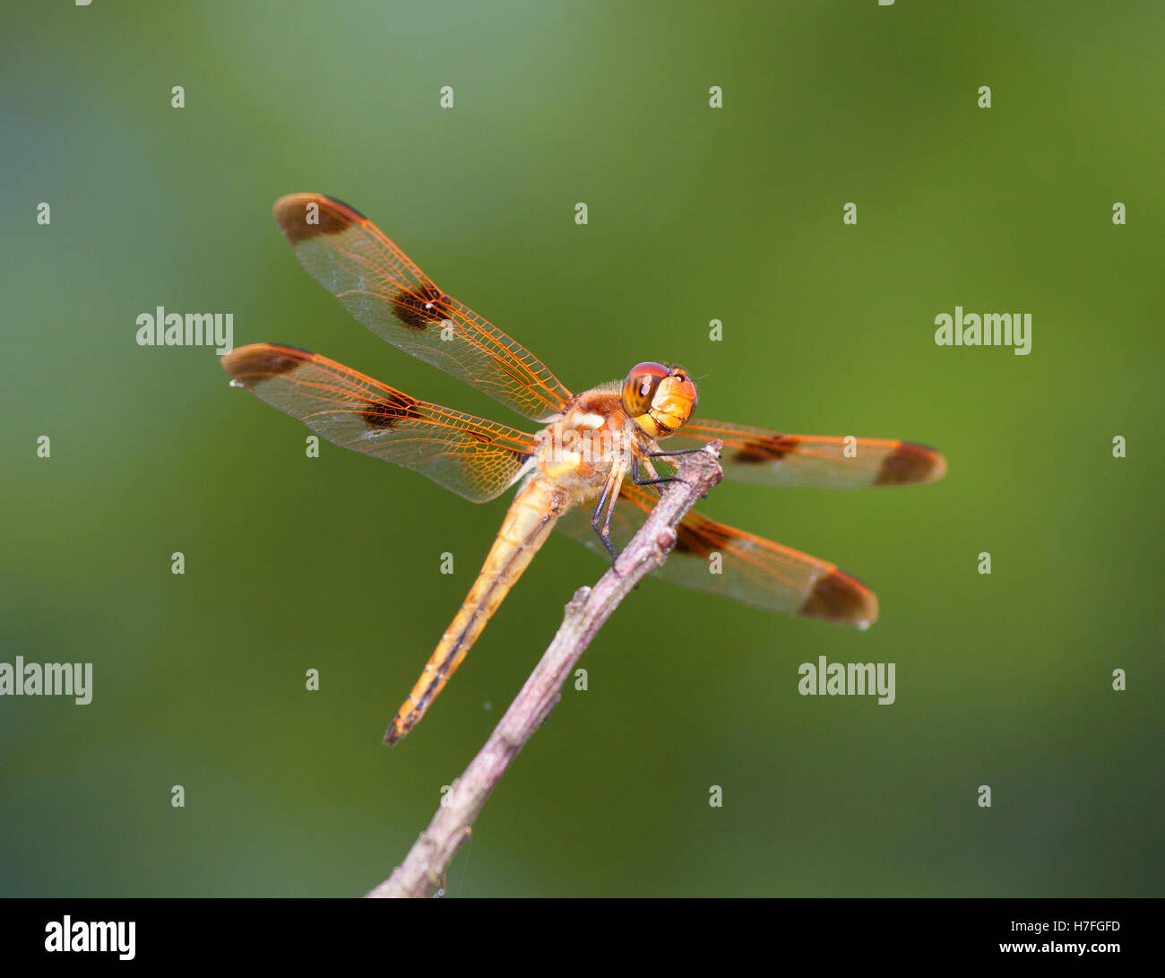 Large orange dragonfly that is on the top of a stick Stock Photo - Alamy