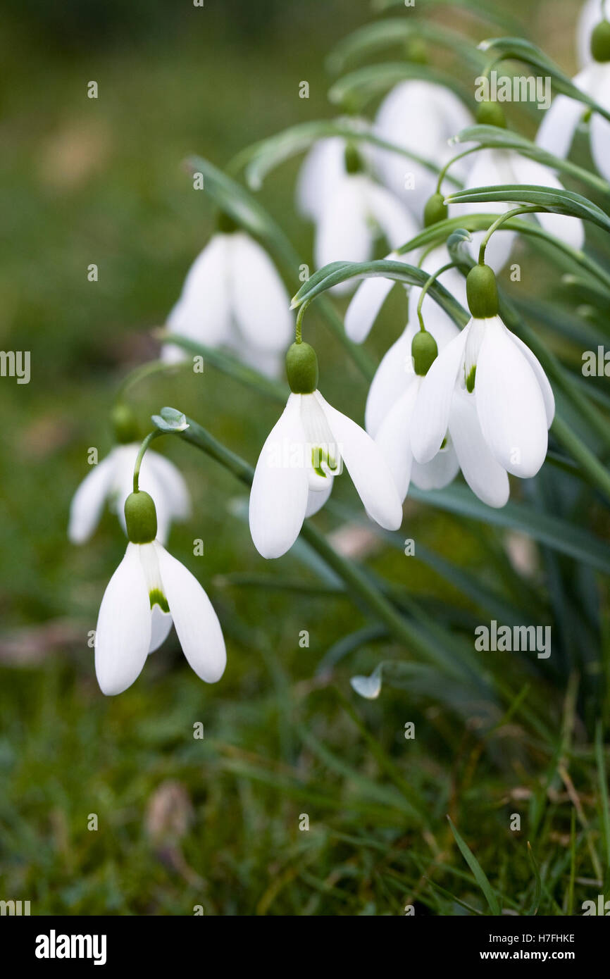 Galanthus Magnet flower. Snowdrops in the garden. Stock Photo