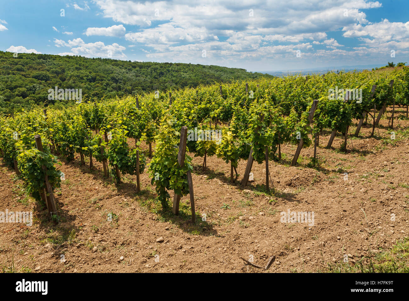 Vineyard - green viticulture under blue cloudy sky, Tokaj, Hungary, Europe Stock Photo