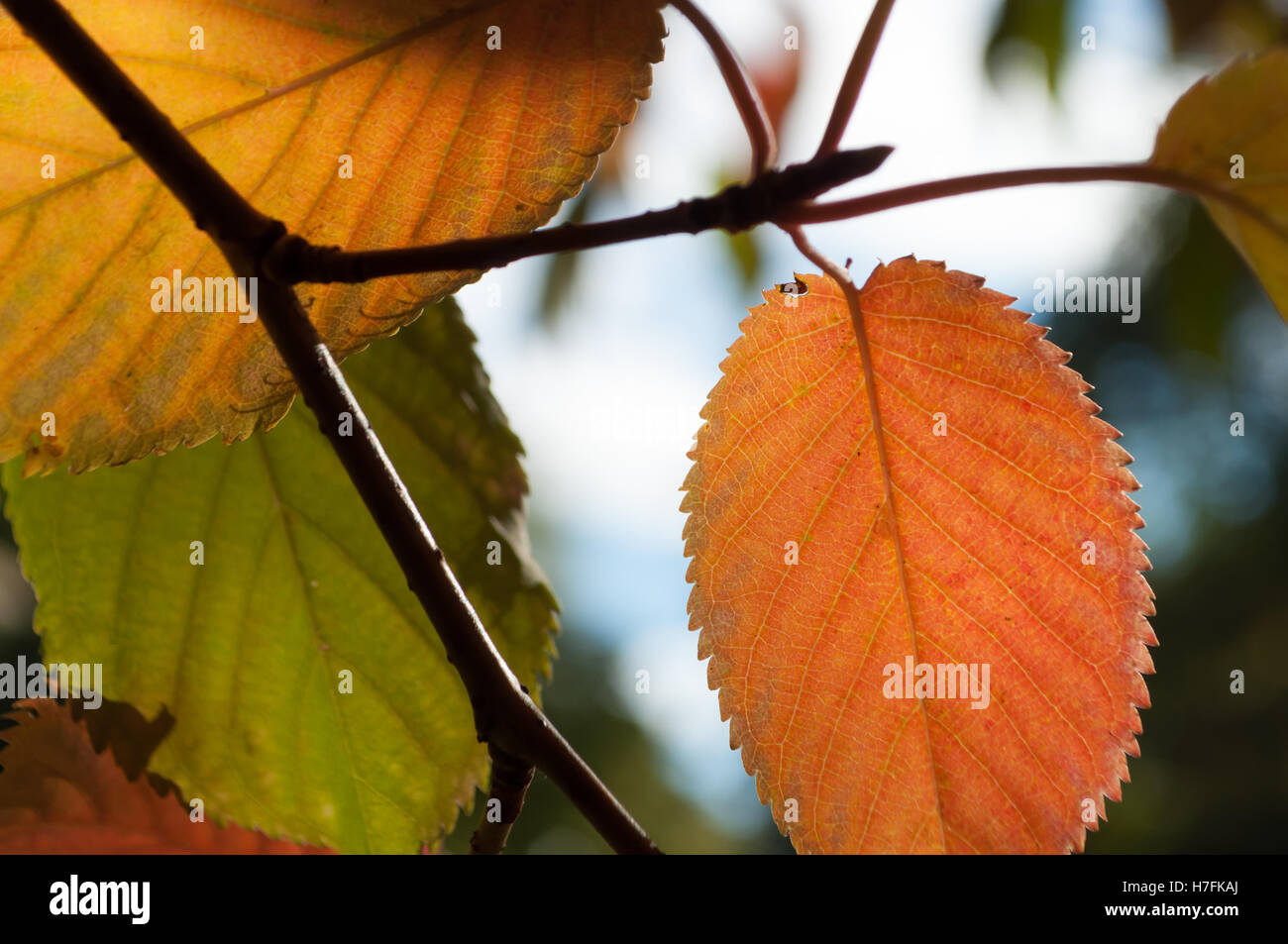Green, Yellow and Golden Autumn Leaves Stock Photo