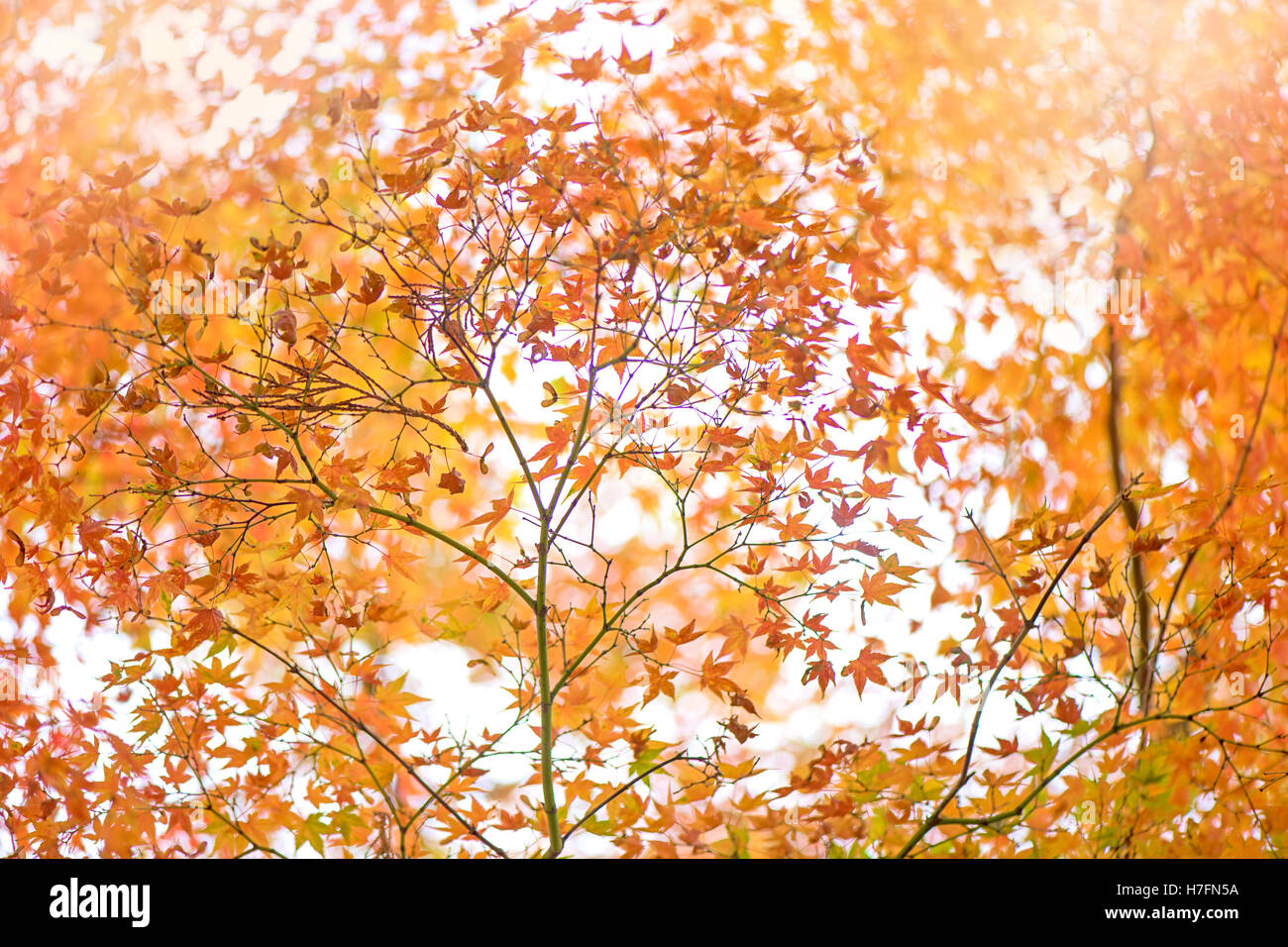 Japanese Maple Autumn Leaves Stock Photo